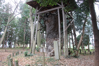 中氷川神社の大木