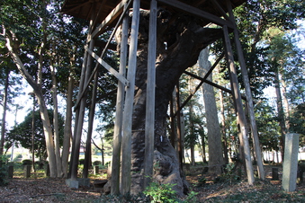 中氷川神社の大木#385952