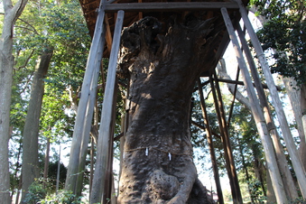 中氷川神社の大木