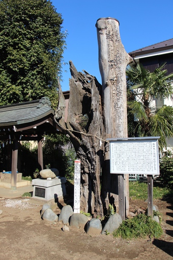 日月神社の御神木