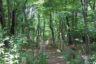 淵の森緑地