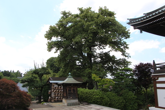 全徳寺の菩提樹#386602