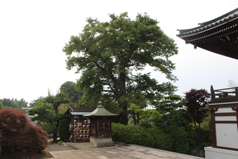 全徳寺の菩提樹