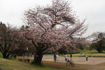 航空公園の桜#386906