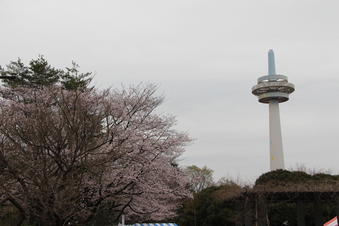 航空公園の桜#386910