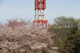航空公園の桜