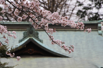 熊野神社の桜#387084
