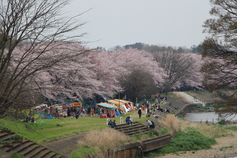 柳瀬川沿いの桜