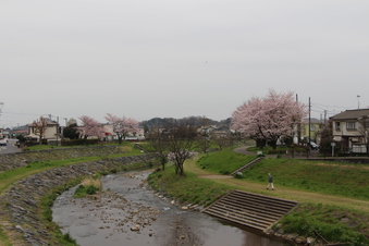 柳瀬川沿いの桜#387089
