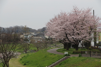 柳瀬川沿いの桜
