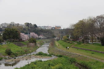 柳瀬川沿いの桜#387093