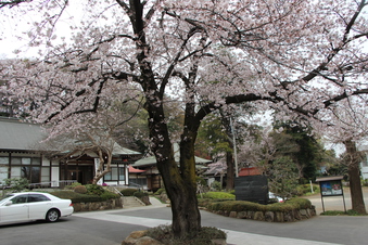 東福寺の桜#387095