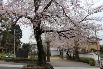 東福寺の桜#387101
