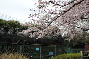 桜見#387110