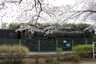 桜見#387111