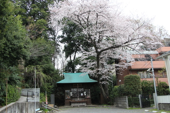 所沢神明社の桜#387119
