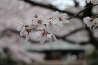 所沢神明社の桜#387128
