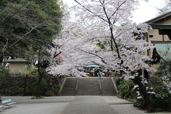 所沢神明社の桜