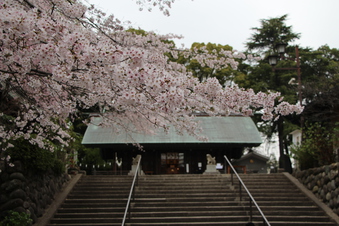 所沢神明社の桜#387121
