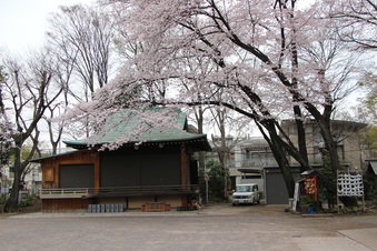 所沢神明社の桜#387122