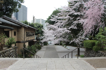 所沢神明社の桜#387123