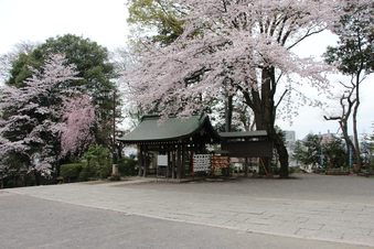 所沢神明社の桜#387124