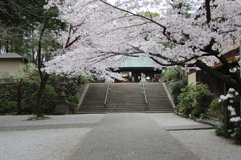 所沢神明社の桜#387125