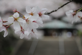 所沢神明社の桜#387126