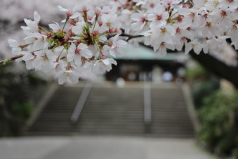 所沢神明社の桜#387127