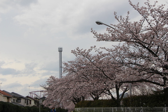西武園の桜
