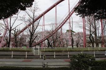 西武園の桜