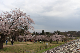 多摩湖の桜#387141