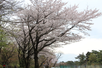 多摩湖の桜#387147