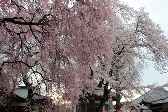 新光寺の桜