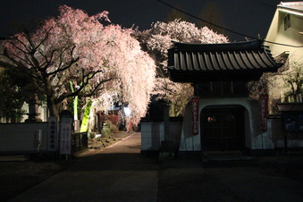 新光寺の桜#387170