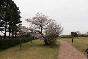 狭山湖周辺の桜#386924