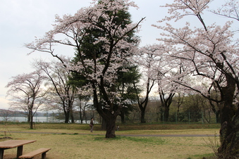 狭山湖周辺の桜#386934