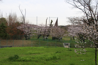 航空公園の桜#386938
