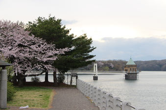 狭山湖周辺の桜#386940