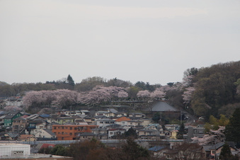 狭山湖周辺の桜#386929