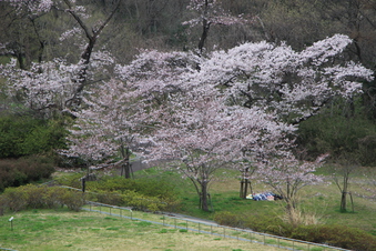 狭山湖周辺の桜#386932