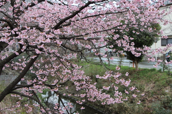 東川沿いの桜#386941