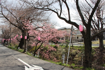 東川沿いの桜#386950