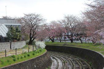東川沿いの桜#386952