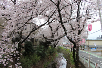 東川沿いの桜#386956