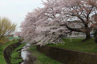 東川沿いの桜#386961