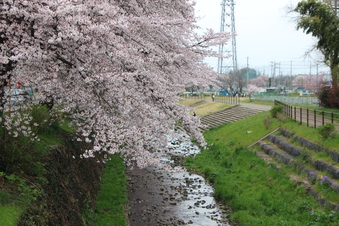 東川沿いの桜#386965