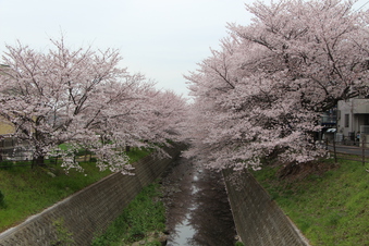 東川沿いの桜#386970
