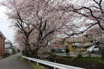 東川沿いの桜#386975