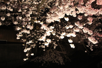東川沿いの桜#386991